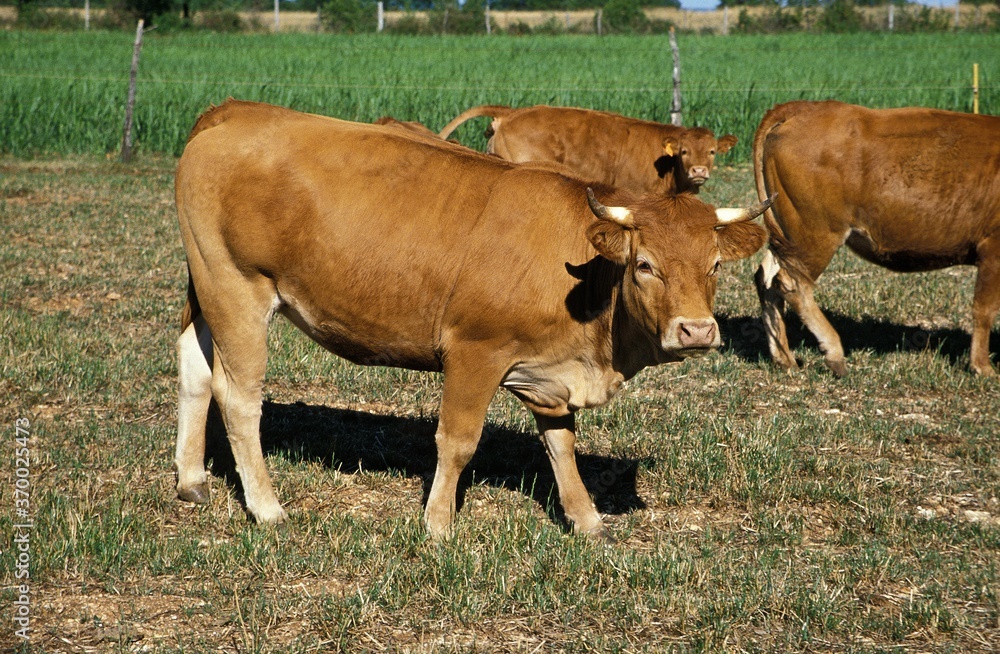 Limousine Cattle, a French Breed, Herd of Cows Limousine Cattle, a French Breed, Herd of Cows