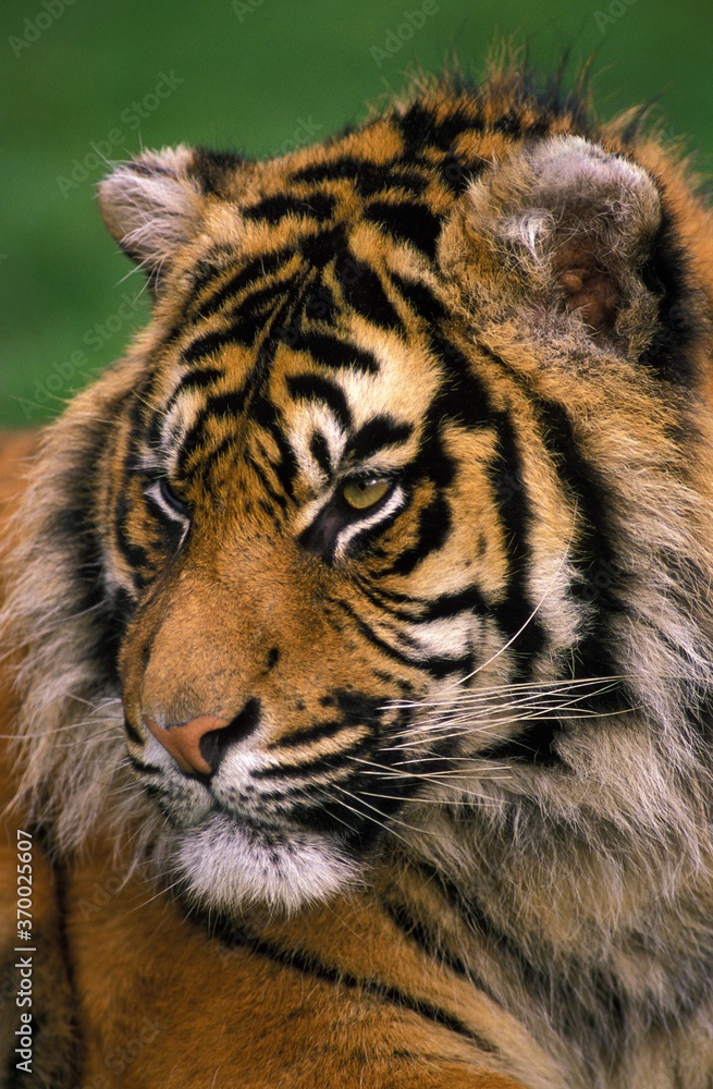 Obraz premium Sumatran Tiger, panthera tigris sumatrae, Portrait of Male