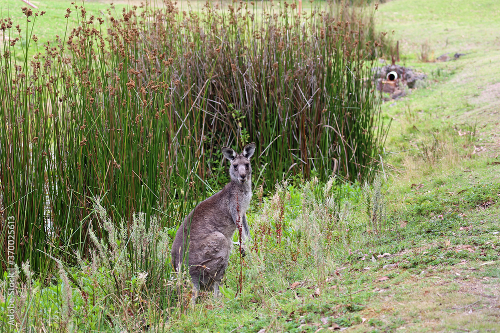 Fototapeta premium Kangaroo and sweet rush - Eastern Grey Kangaroo - Anglesea Golf Course, Victoria, Australia