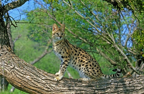 Serval  leptailurus serval  Adult standing on Branch