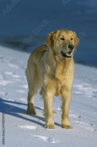 Golden Retriever, Adult standing on Snow