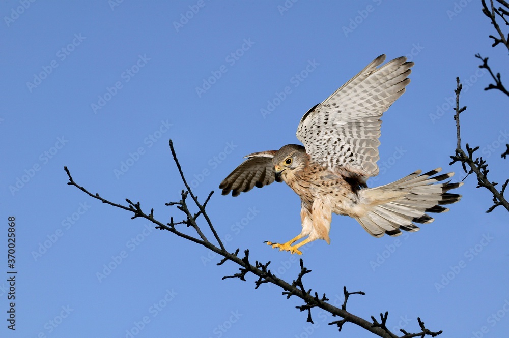 Fototapeta premium Common Kestrel, falco tinnunculus, Adult in Flight, Normandy