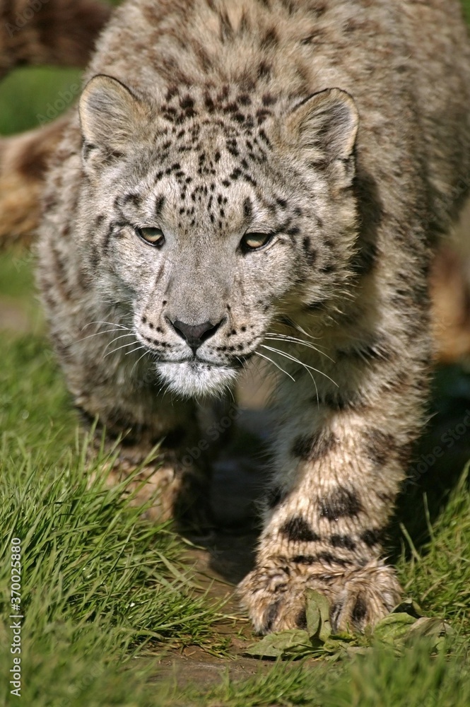 Snow Leopard or Ounce, uncia uncia, Adult standing on Grass Snow Leopard or Ounce, uncia uncia, Adult standing on Grass