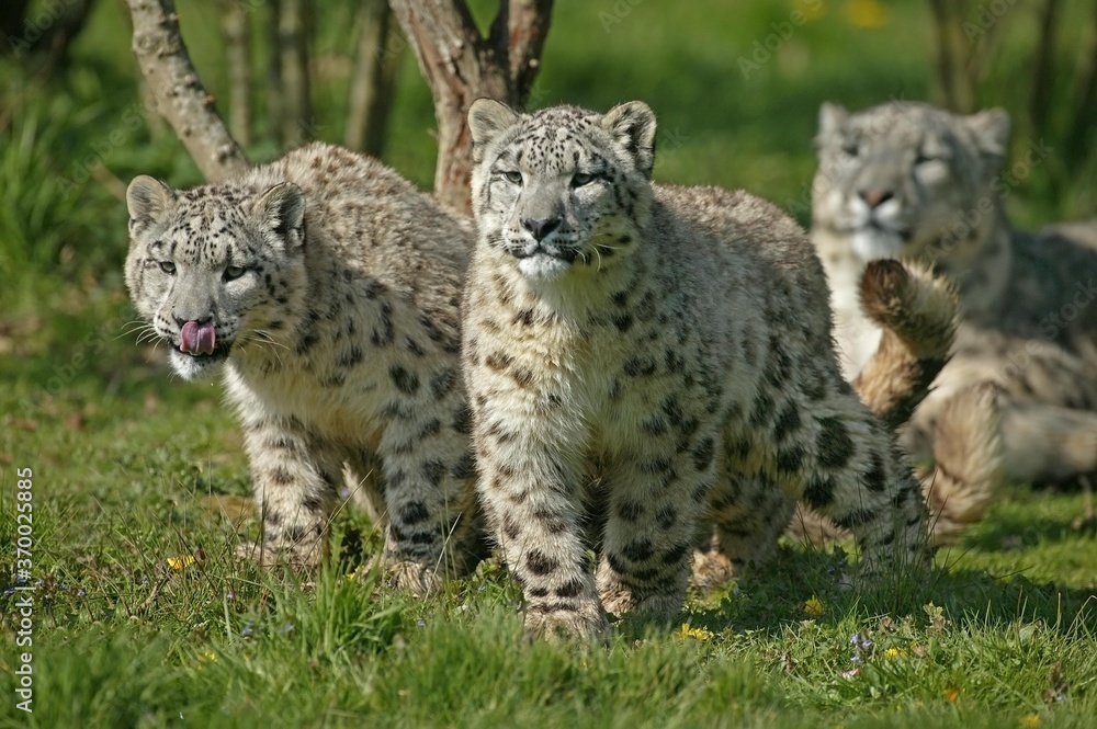 Naklejka premium Snow Leopard or Ounce, uncia uncia, Female with old Cub standing on Grass