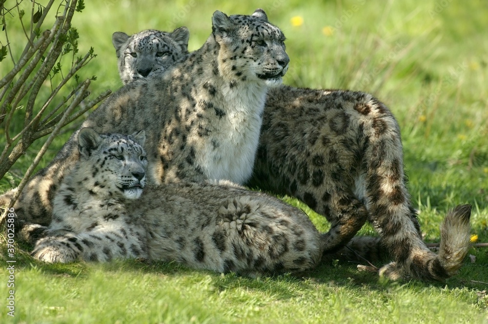 Snow Leopard or Ounce, uncia uncia, Female with Cub standing on Grass Snow Leopard or Ounce, uncia uncia, Female with Cub standing on Grass
