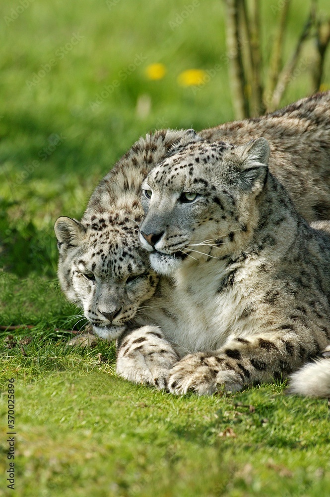 Snow Leopard or Ounce, uncia uncia, Female with Cub standing on Grass Snow Leopard or Ounce, uncia uncia, Female with Cub standing on Grass