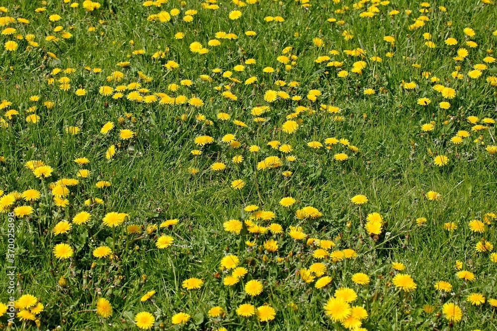 Dandelion Flower, taraxacum officinale, Normandy Dandelion Flower, taraxacum officinale, Normandy