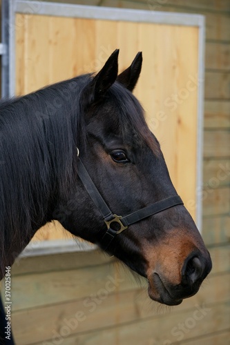 English Thoroughbred Horse, Portrait of Male © slowmotiongli