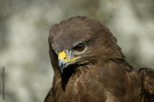 Common Buzzard, buteo buteo, Portrait of Adult, Normandy © slowmotiongli