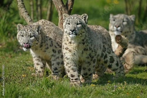 Snow Leopard or Ounce  uncia uncia  Female with old Cub standing on Grass