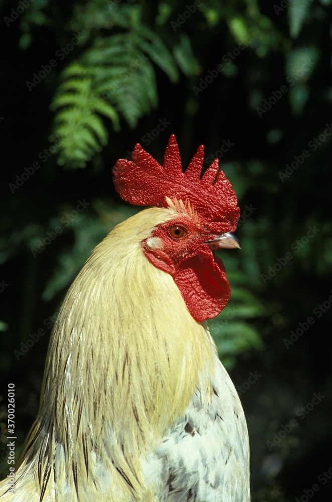 Domestic Chicken, Cockerel