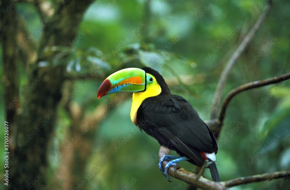 Keel-Billed Toucan, ramphastos sulfuratus, Adult standing on Branch, Costa Rica Keel-Billed Toucan, ramphastos sulfuratus, Adult standing on Branch, Costa Rica