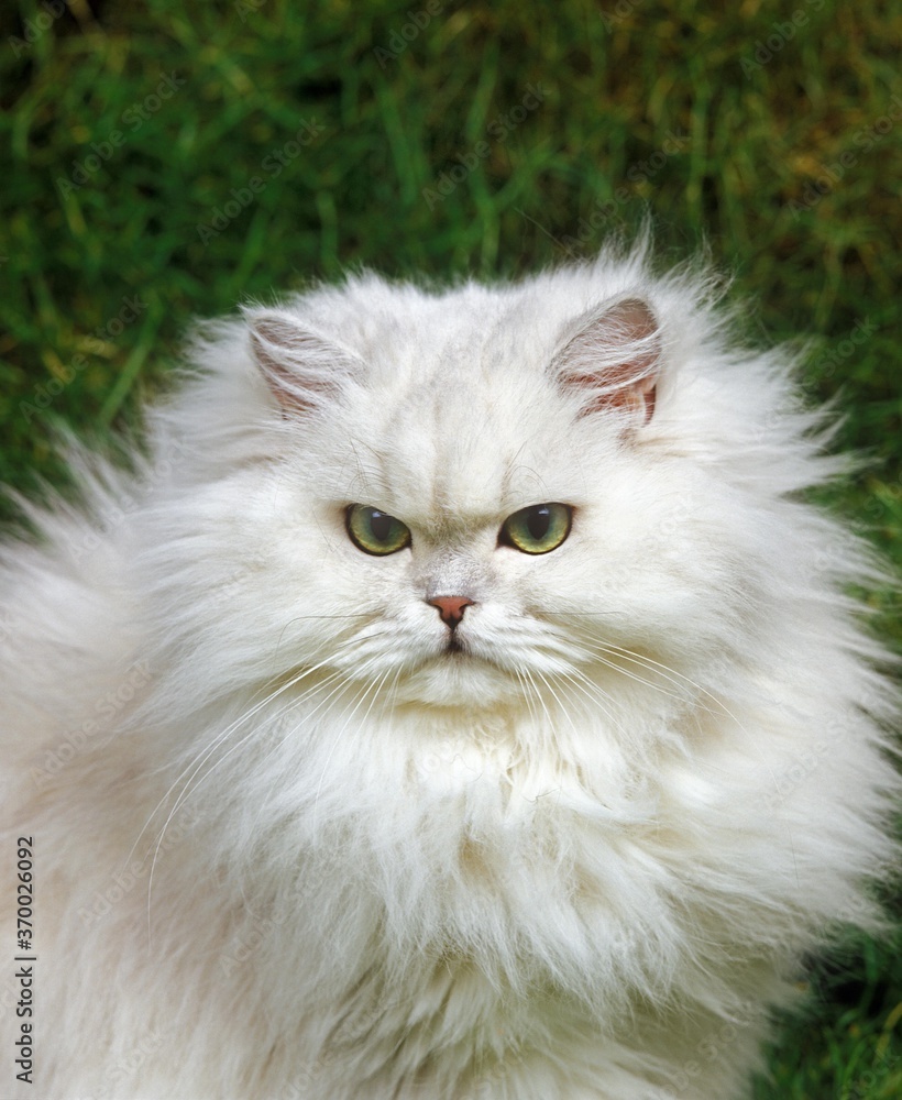 Chinchilla Persian Domestic Cat, Adult sitting on Grass Chinchilla Persian Domestic Cat, Adult sitting on Grass