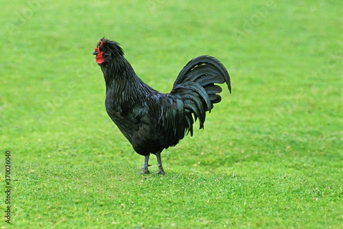 Stampa su tela Crevecoeur Domestic Chicken, a French Breed from Normandy, Cockerel