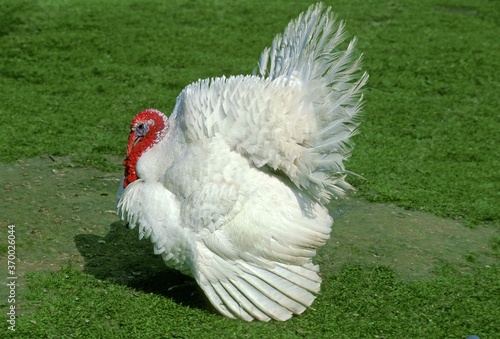 White Beltsville Turkey, a French Breed, Male displaying photo