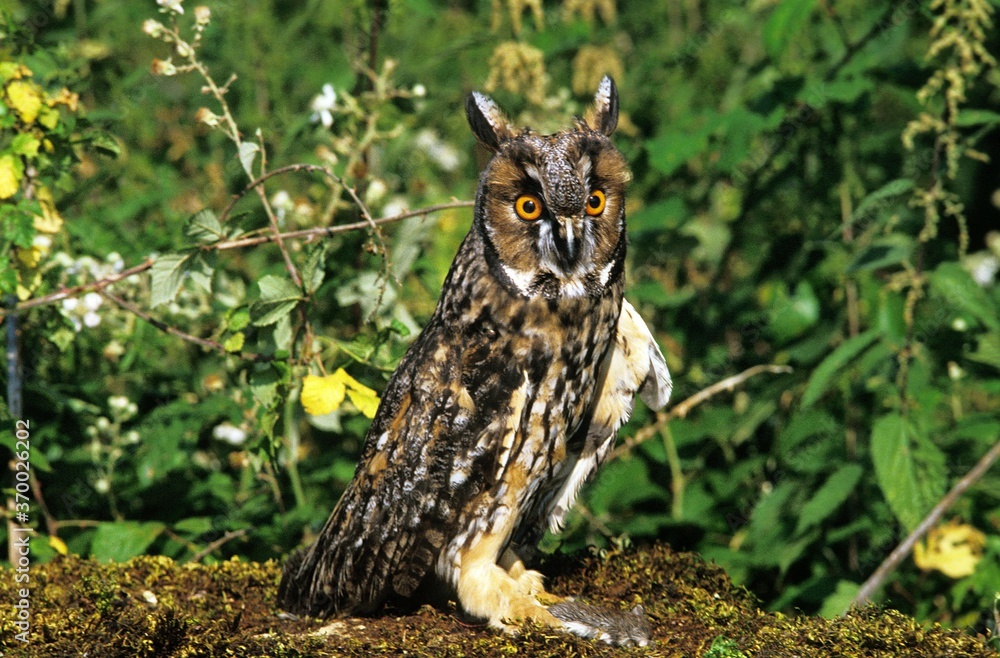 Long-Eared Owl, asio otus, Adult with Young Garden Dormouse in Claws Long-Eared Owl, asio otus, Adult with Young Garden Dormouse in Claws