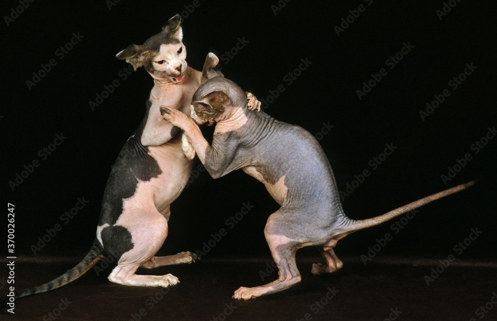 Sphynx Domestic Cat, Adults Fighting against Black Background