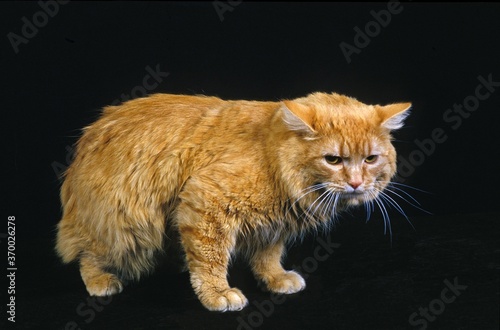 Obraz na plátně Cymric Cat, Adult against Black Background