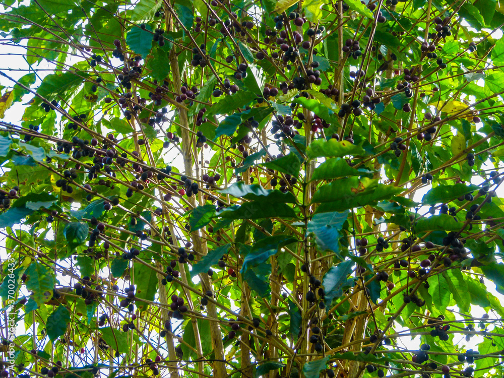 coffee plantation coffee plantation