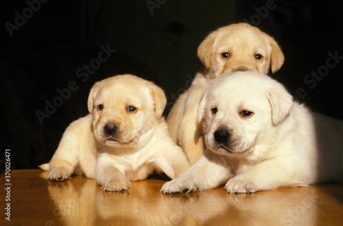Yellow Labrador Retriever Dog, Puppies