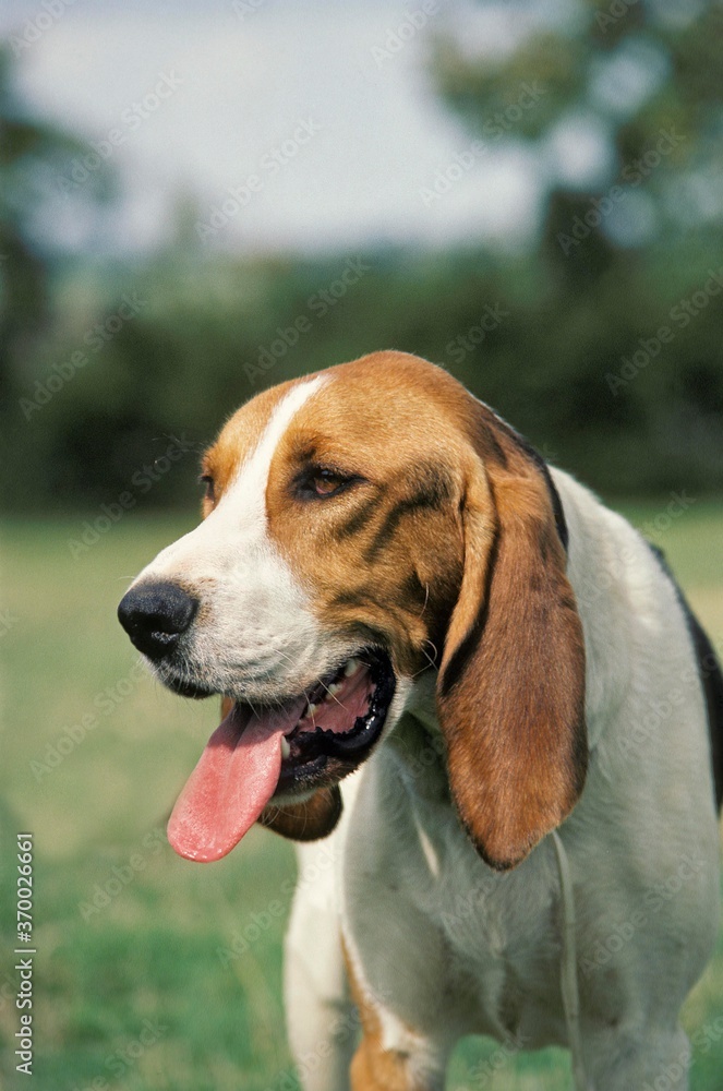 Artois Hound, Portrait of Adult with Tongue out