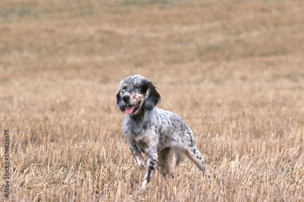 English Setter Dog, Adult Pointing in Field