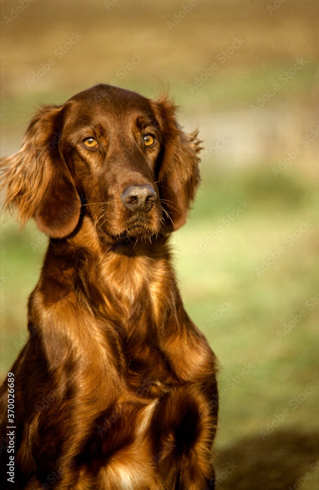 Irish Setter or Red Setter Dog, Adult