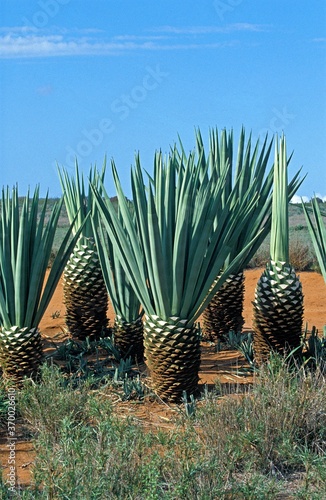 Sisal Plant, agave sisalana, Plantation in Madagascar near Fort Dauphin photo