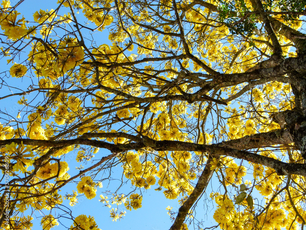 golden trumpet tree flowers