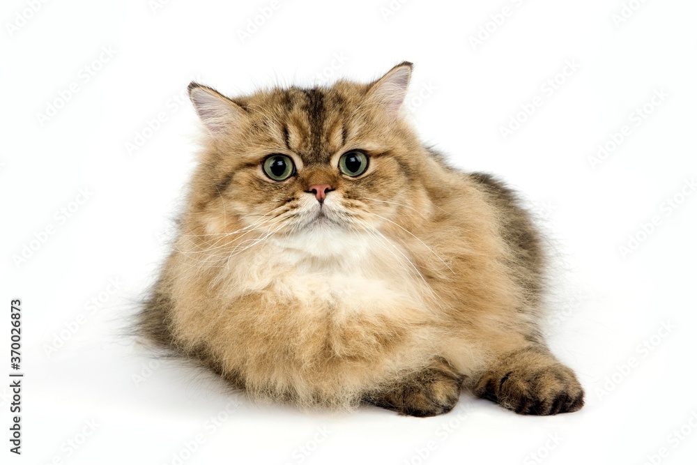 Golden Persian Domestic Cat, Adult against White Background