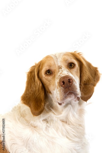 French Spaniel Dog (Cinnamon Color), Portrait of Male against White Background