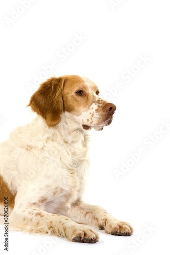 Fototapeta Naklejka Na Ścianę i Meble -  French Spaniel Dog (Cinnamon Color), Male laying against White Background