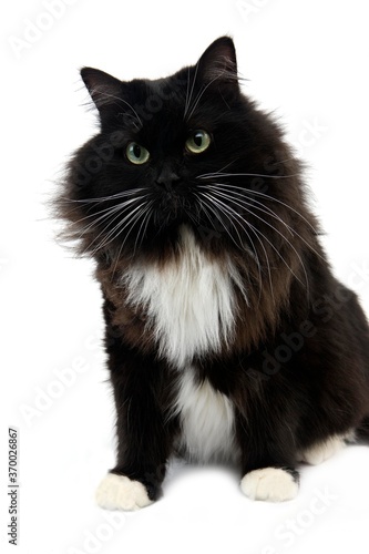 Black and White Siberian Domestic Cat, Female against White Background