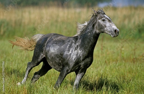 Lipizzan Horse, Adult Galloping through Meadow