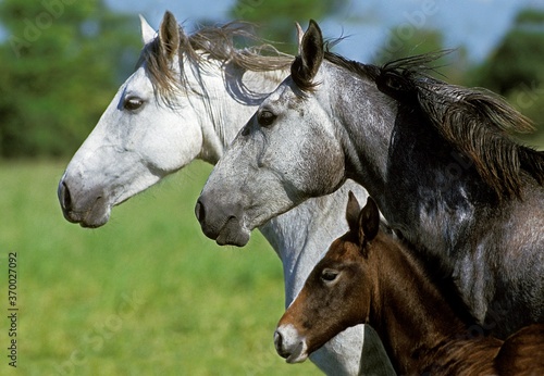 Lusitano Horse, Mare with Foal