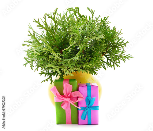 Branches of pine  in weight with a gifts.