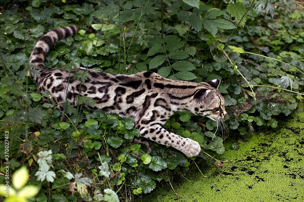 Margay Cat, leopardus wiedi, Adult Hunting near a Water Hole Margay Cat, leopardus wiedi, Adult Hunting near a Water Hole