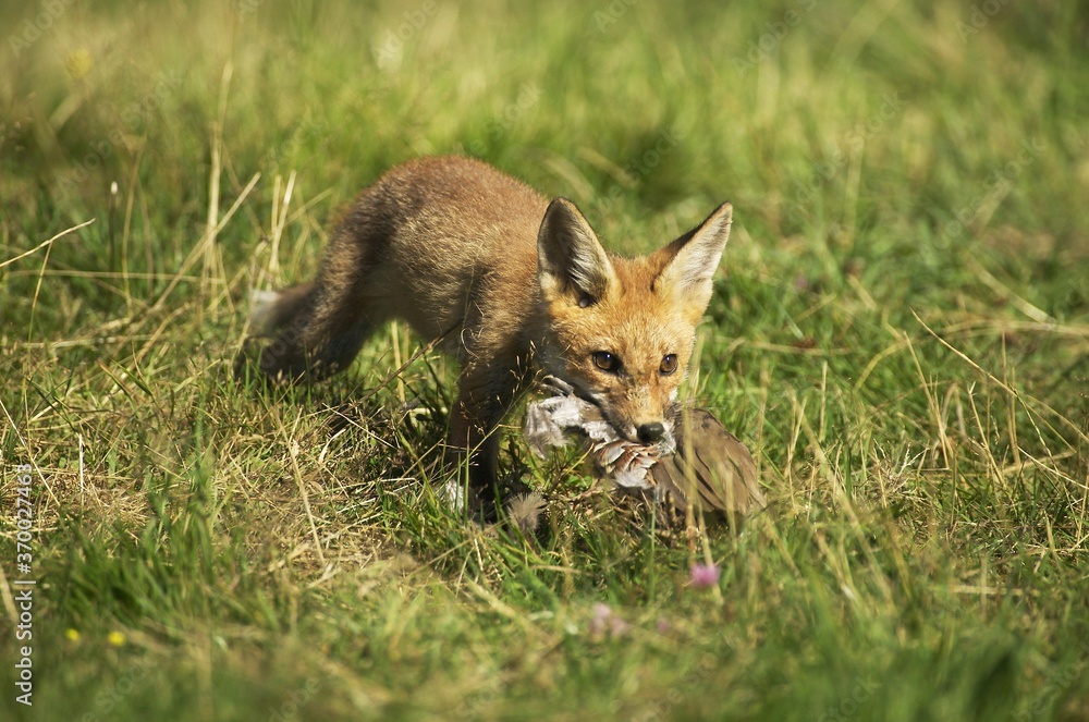 Red Fox, vulpes vulpes, Cub killing a Partridge, Normandy Red Fox, vulpes vulpes, Cub killing a Partridge, Normandy