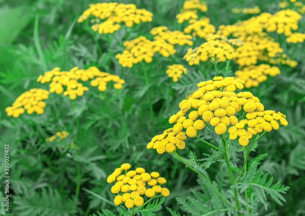 Yellow tansy flowers (Tanacetum vulgare, common tansy plant, bitter button, cow bitter, or golden buttons) in green summer meadow herbs field. Yellow wild tansy flower plant medicinal herb field.