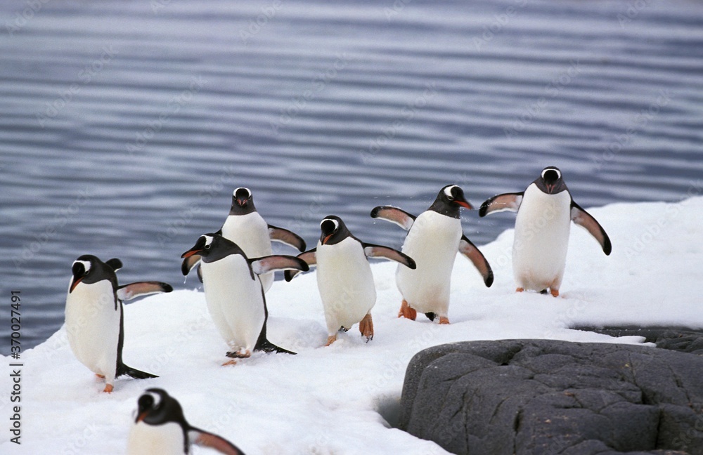 Fototapeta premium Gentoo Penguin, pygoscelis papua, Group standing on Icefield, Livingstone Island