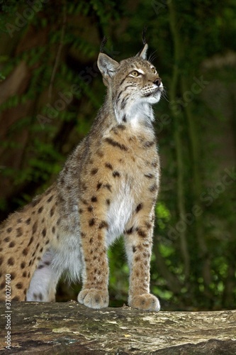 European Lynx, felis lynx, Adult