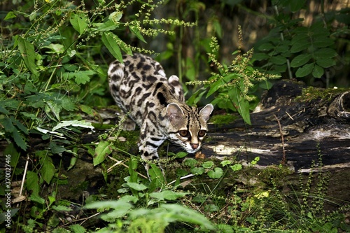Margay Cat, leopardus wiedi, Adult