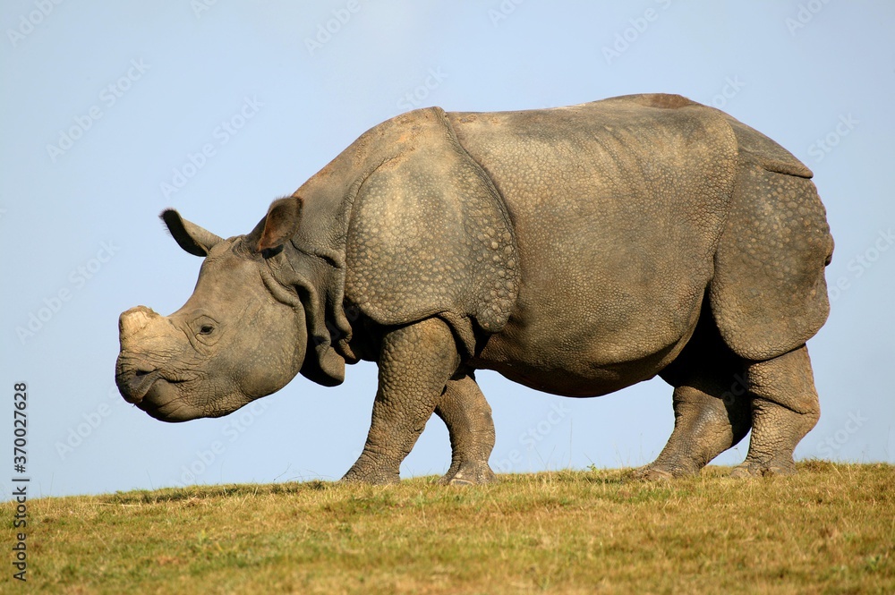 Naklejka premium Indian Rhinoceros, rhinoceros unicornis, Adult