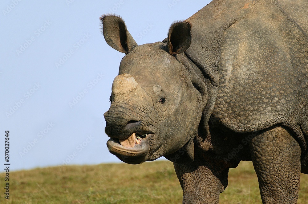 Fototapeta premium Indian Rhinoceros, rhinoceros unicornis, Portrait of Adult