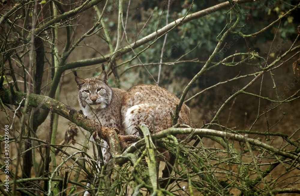 European Lynx, felis lynx, Adult perched in Tree European Lynx, felis lynx, Adult perched in Tree