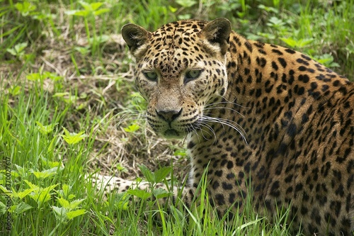 Sri Lankan Leopard  panthera pardus kotiya  Portrait of Adult