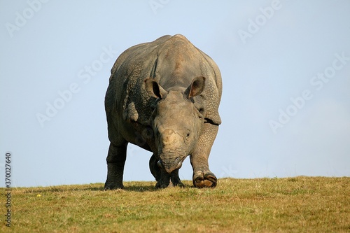 Indian Rhinoceros  rhinoceros unicornis  Adult
