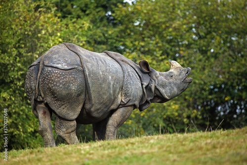 Indian Rhinoceros, rhinoceros unicornis, Adult Flehming