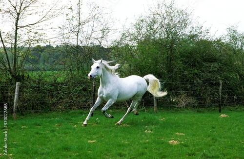 Arabian Horse  Adult Trotting in paddock