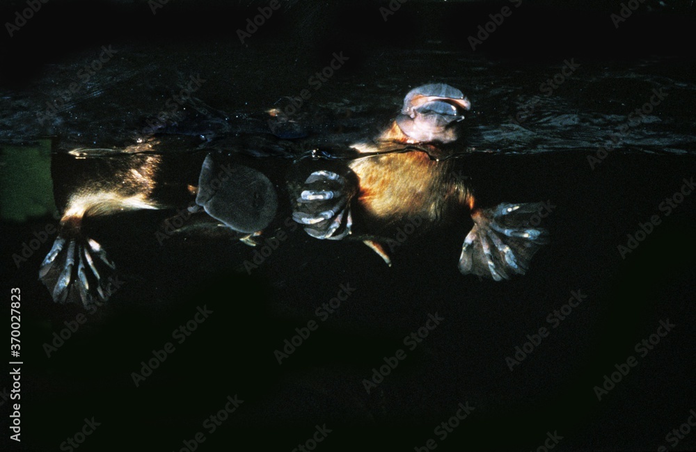 Platypus Ornithorhynchus Anatinus Pair Displaying Just Before Mating